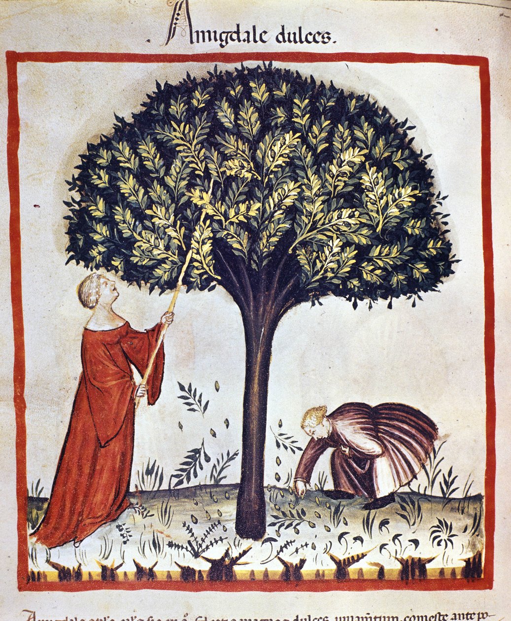 Sbírání sladkých mandlí. Osvětlení z dojení medicíny a dietetiky „“Tacuinum sanitatis““ od Unknown artist