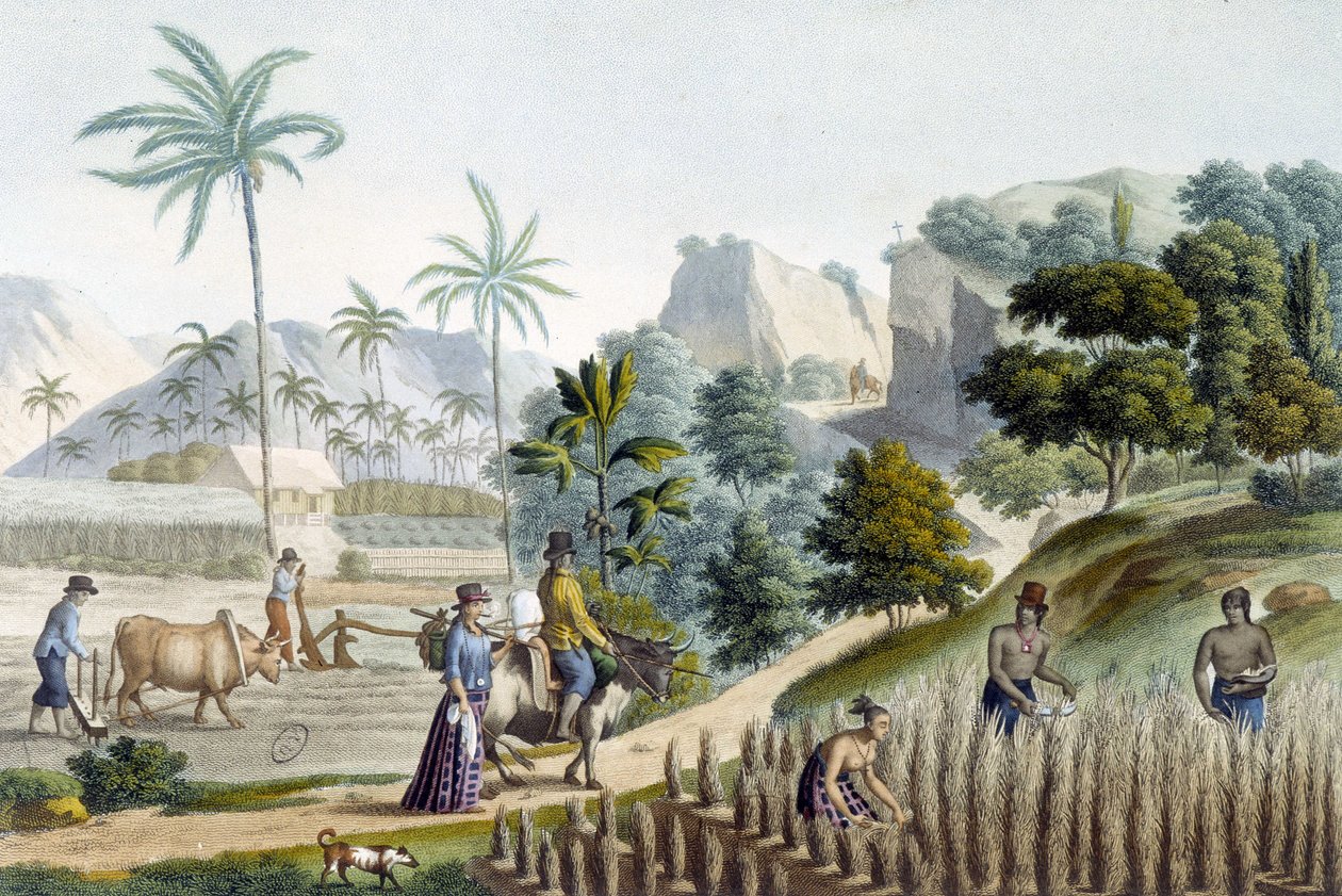 Pilování a pěstování rýže na ostrově Guam (Mikronésie) od Unknown artist