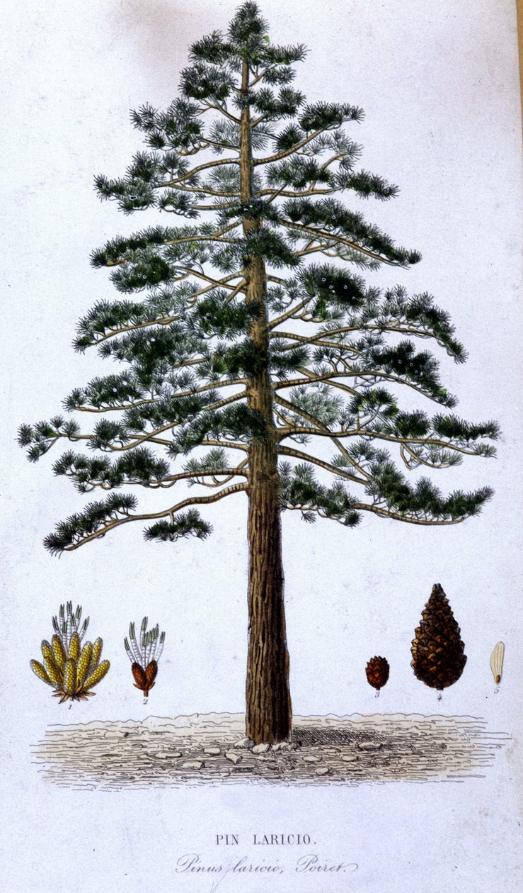 Pin Laricio - botanická deska od Unknown artist