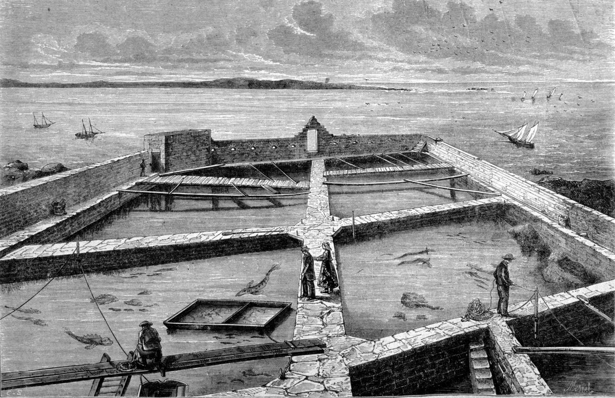 Chov ryb v Concarneau. Rytina z roku 1860. od Unknown artist