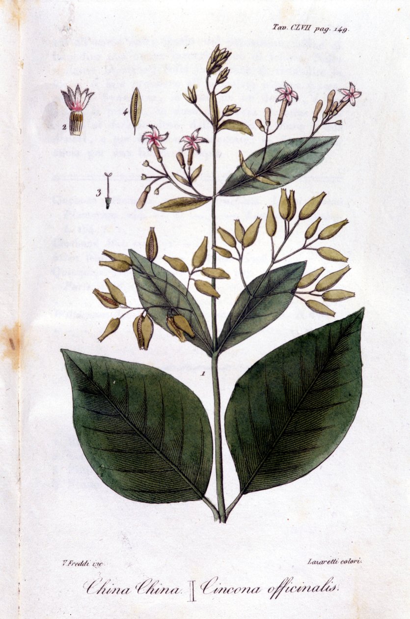 Talíř Quinquina (Cinchona Officinalis). od Unknown artist