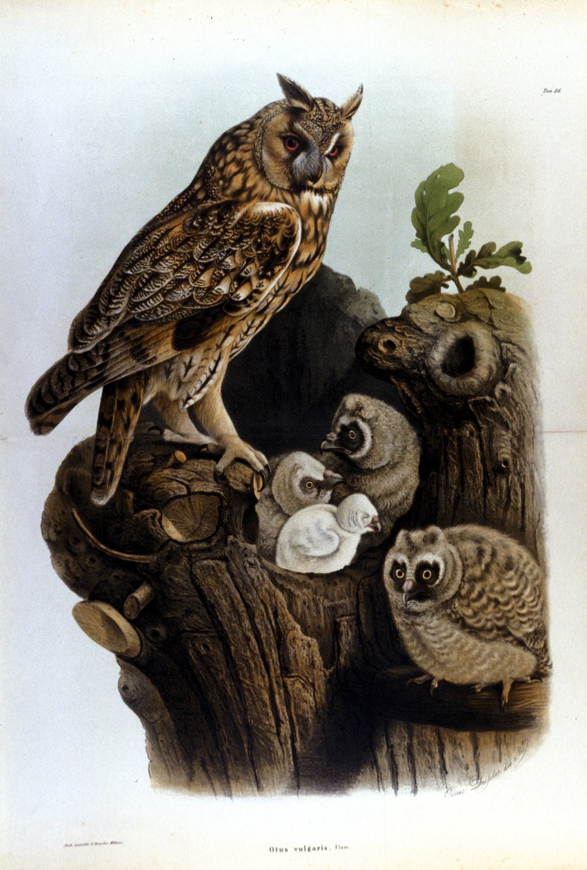 Deska představující rodinu sov poblíž hnízda. od Unknown artist