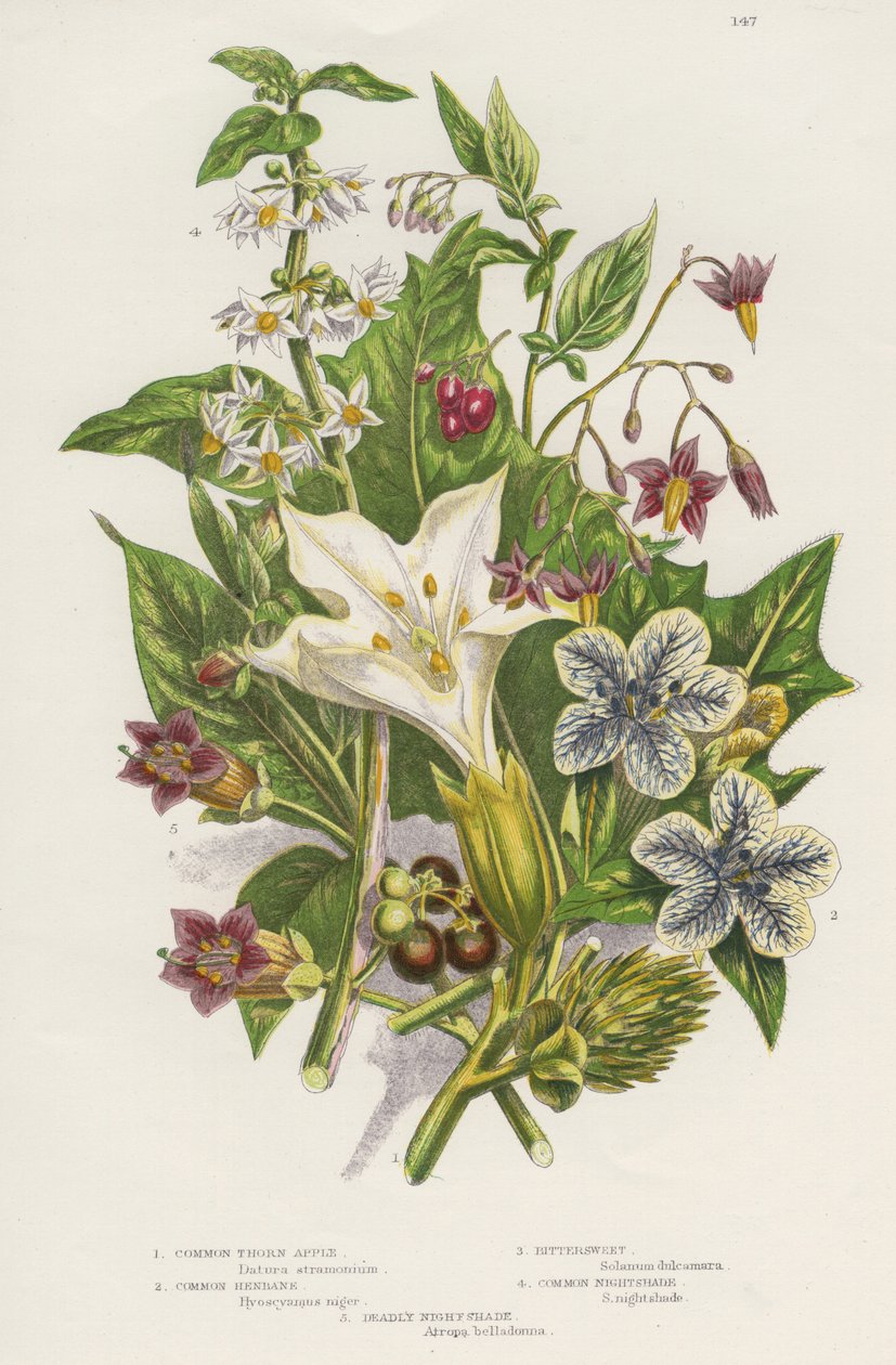Jedovaté rostliny. Stejně jako jedovatý lilek černý (Solanum nigrum) vlevo nahoře a lilek lesní nebo hořkosladký (Solanum dulcarama) vpravo nahoře, existují vlevo dole nebezpečnější hluchavka smrtelná (Atropa belladonna), která obsahuje od Unknown artist