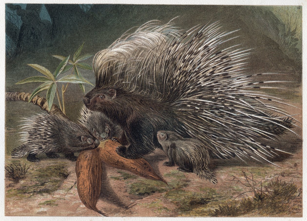 Vepřový epos na Krétě (porc-epos) - Dikobraz chocholatý (Hystrix cristata) - rytina z „“Brehmova života zvířat”” od Alfreda Edmunda Brehma (1829-1884) od Unknown artist