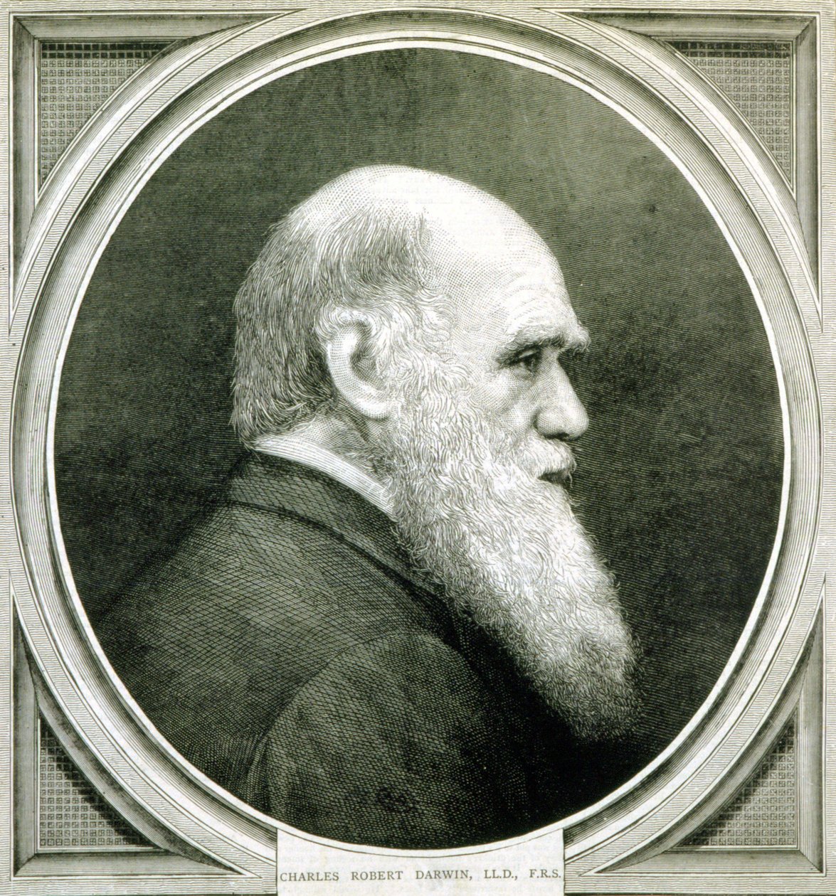 Portrét Charlese Darwina (1809 - 1882) od Unknown artist