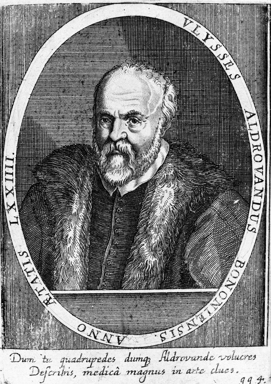 Portrét Ulisse Aldrovandi (1522 - 1605?). od Unknown artist