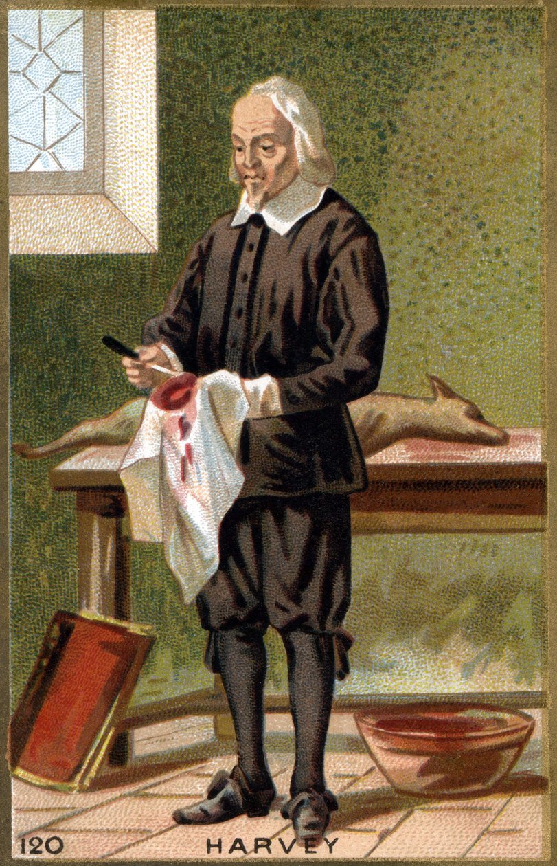 Portrét Williama Harveyho (1578 - 1657), anglického lékaře. Chromolitografie 19. století. od Unknown artist