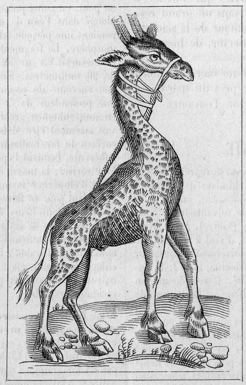 Portrét žirafy. (Po Pierru Belonovi od Unknown artist
