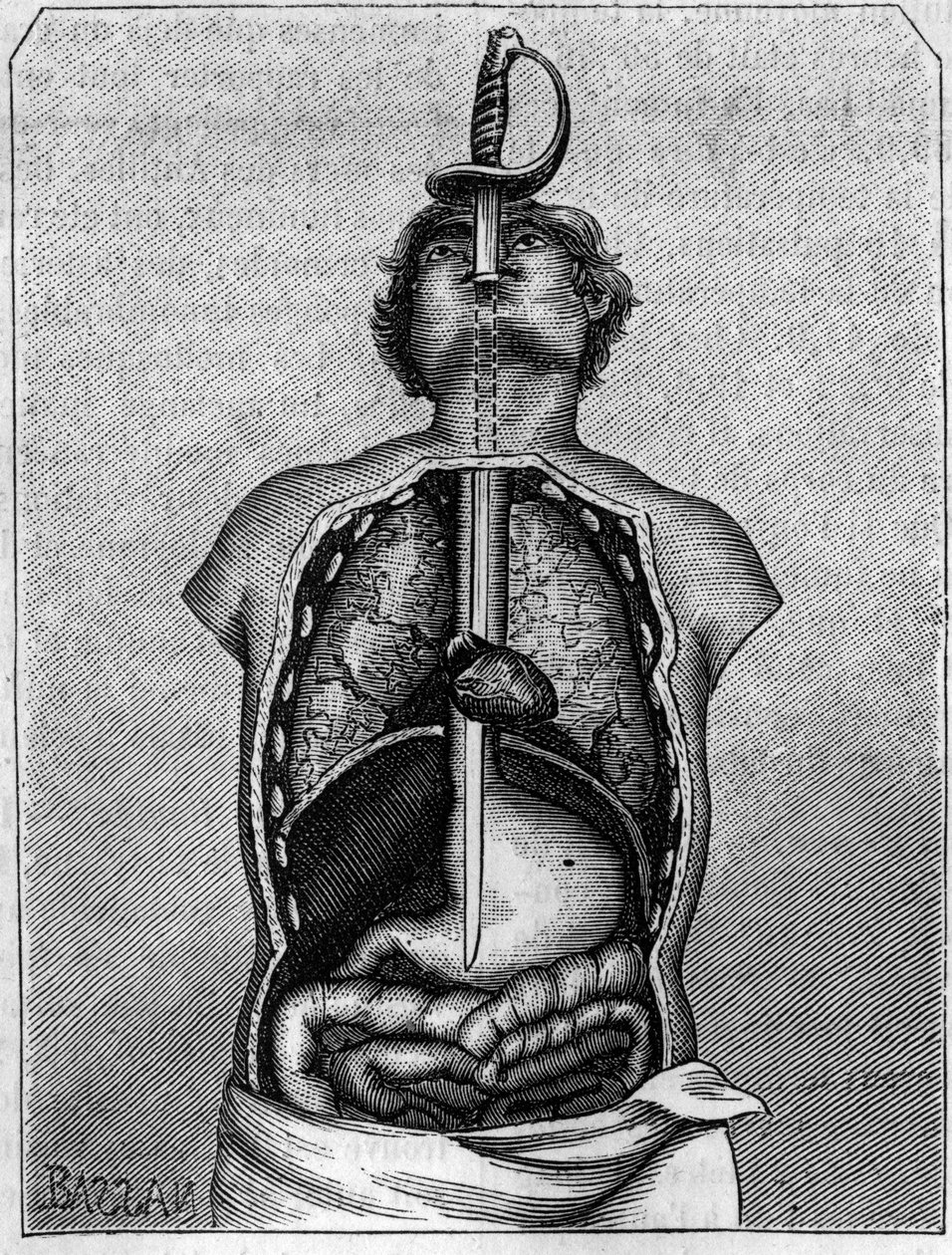 Pozice zaujatá čepelí v těle vlaštovky. Rytina v „“ La Nature: revue des sciences et de leurs applications aux arts et a l
