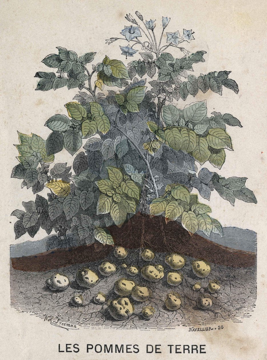 Brambory. ilustrace 19. století. Kolekce Bianchetti. od Unknown artist