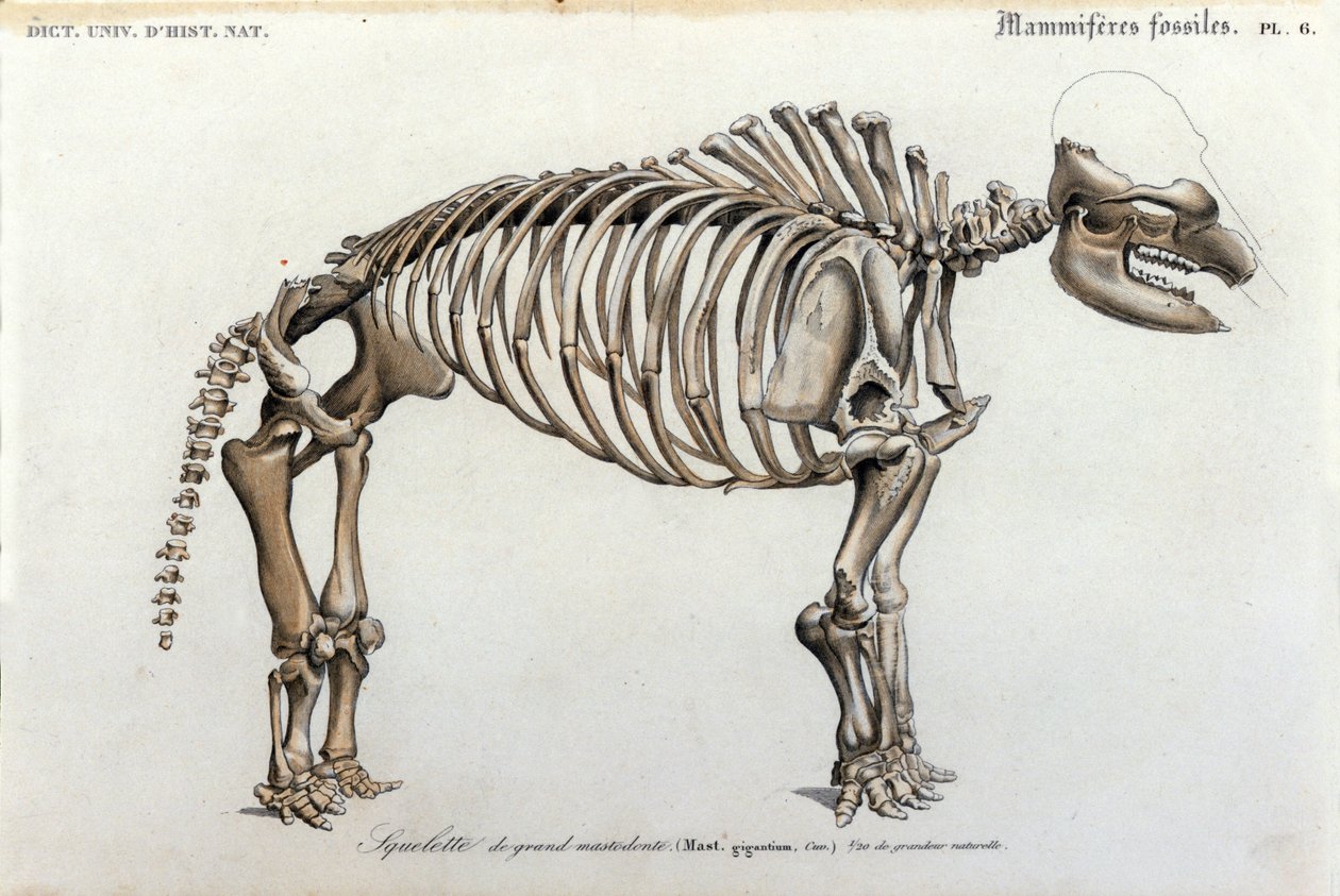 Pravěk: Kostra mastodonta, fosilní savci (Mas gigantium). Deska paleontologie z „Dictionnaire Universl d