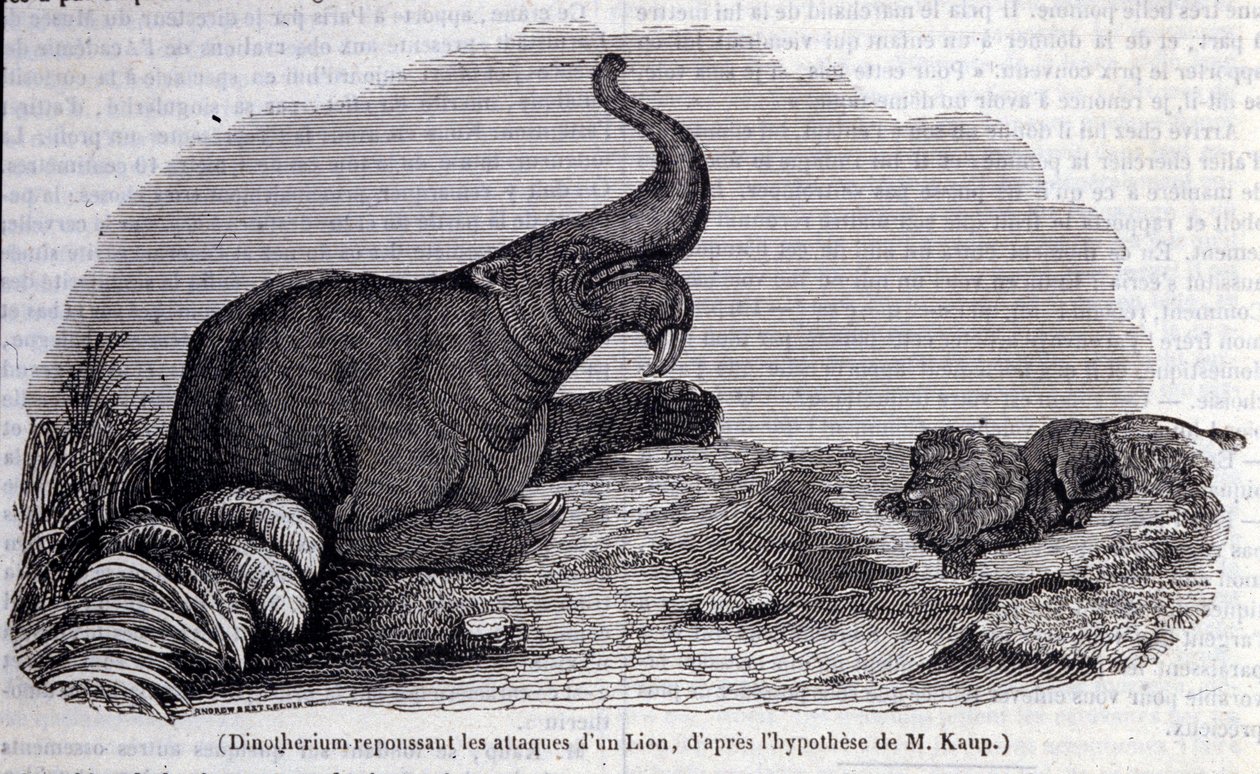 Pravěk: znázornění Dinotheria, typ tlustokožce, odrážející útok lva. Rytina 19. století od Unknown artist