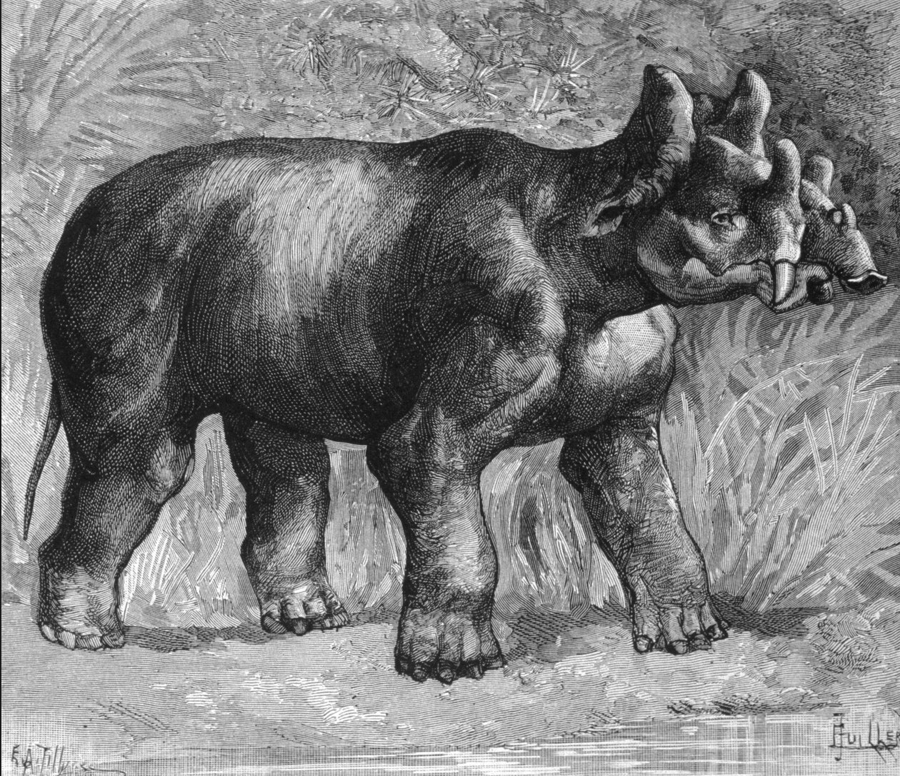 Pravěk: zastoupení mirabile dinoceras, slabý druh nosorožce. Rytina z konce 19. století od Unknown artist