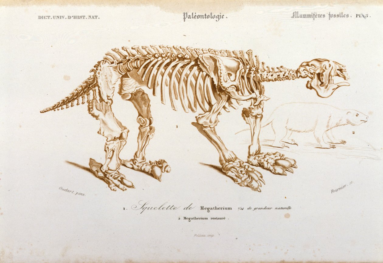 Pravěk: kostra megatheria (suchozemského lenocha z čeledi slonů) fosilního savce. Paleontologická deska převzatá z „Dictionnaire universel d
