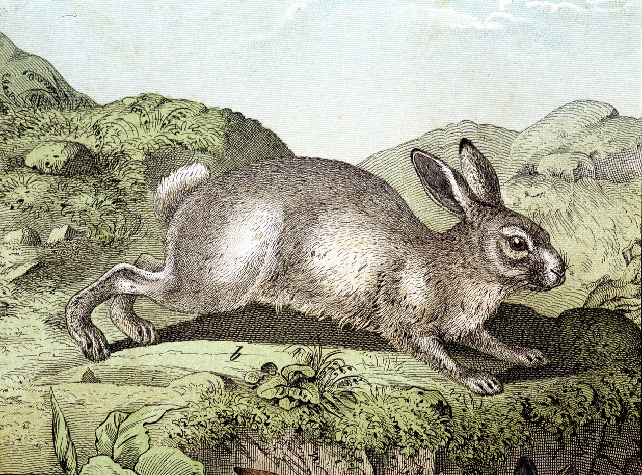 Králík - v „Přírodní historii savců“, ed. Schreiber od Unknown artist
