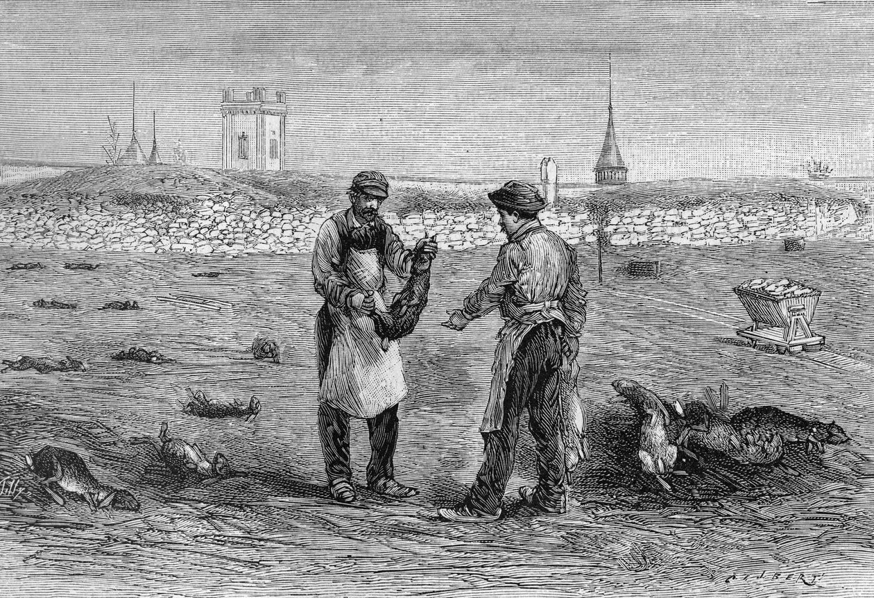 Mrtvoly králíků zabité kuřaty cholerovým mikrobem. Zkušenost paní vdovy Pommeryové v Champagne. (Z fotografie pana Trumpeta a informací sdělených panem L. Pommerym). Gravírování v „“ La Nature: revue des sciences et de leurs applications aux ar od Unknown artist