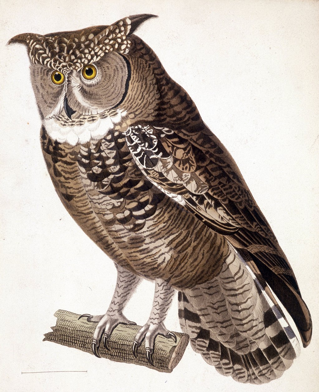 Raptor: Africká sova. 19. století rytina od Unknown artist