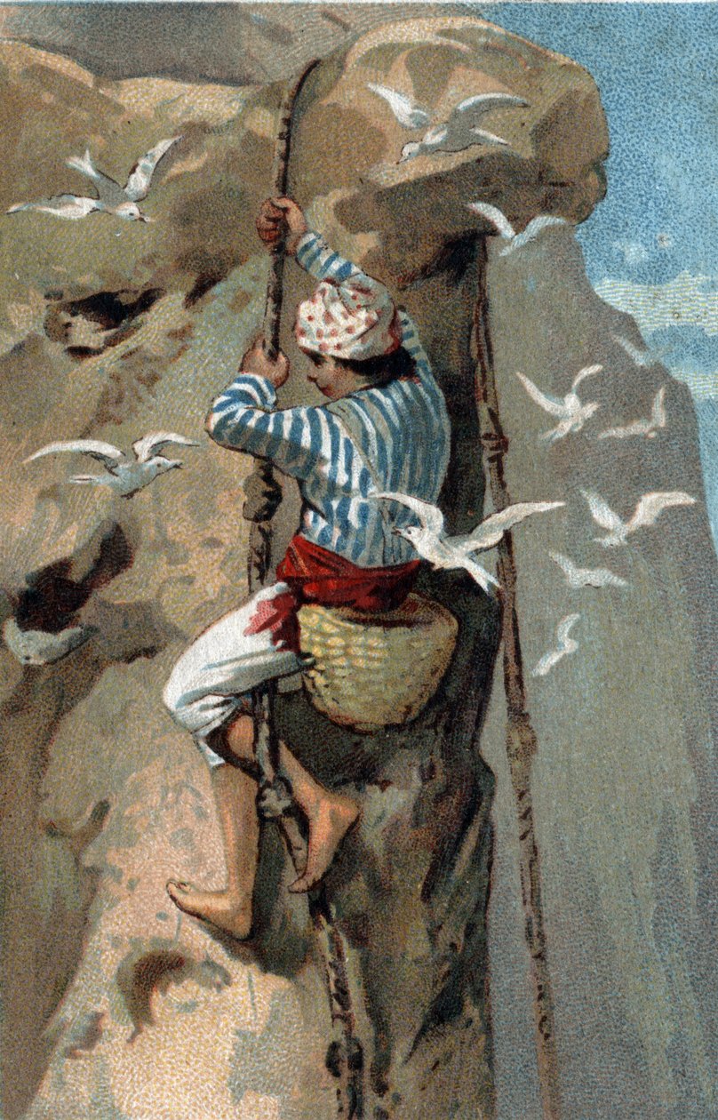 Přemístění hnízd vlaštovek salanganových v Malajsii. Chromolitografie konce 19. století. od Unknown artist
