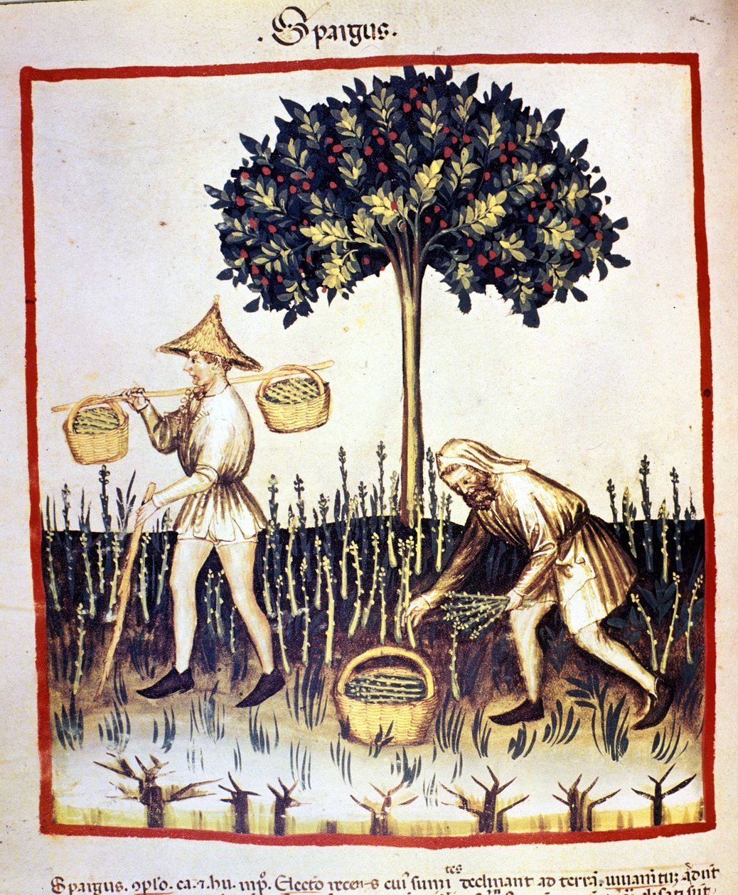 Recolle chřest. Osvětlení z dojení medicíny a dietetiky „“Tacuinum sanitatis““ od Unknown artist