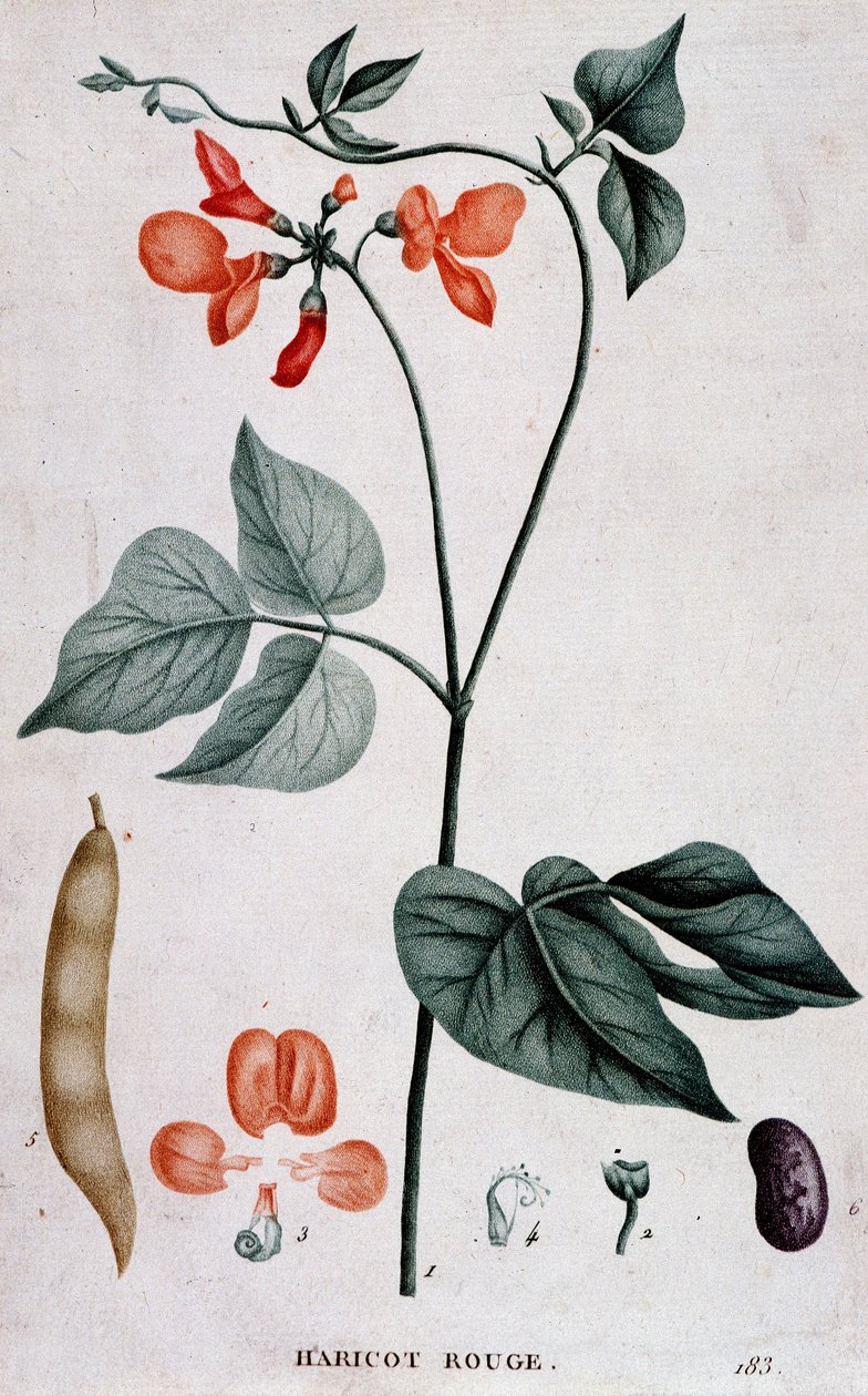 Červená fazole, Botanická rada od Unknown artist