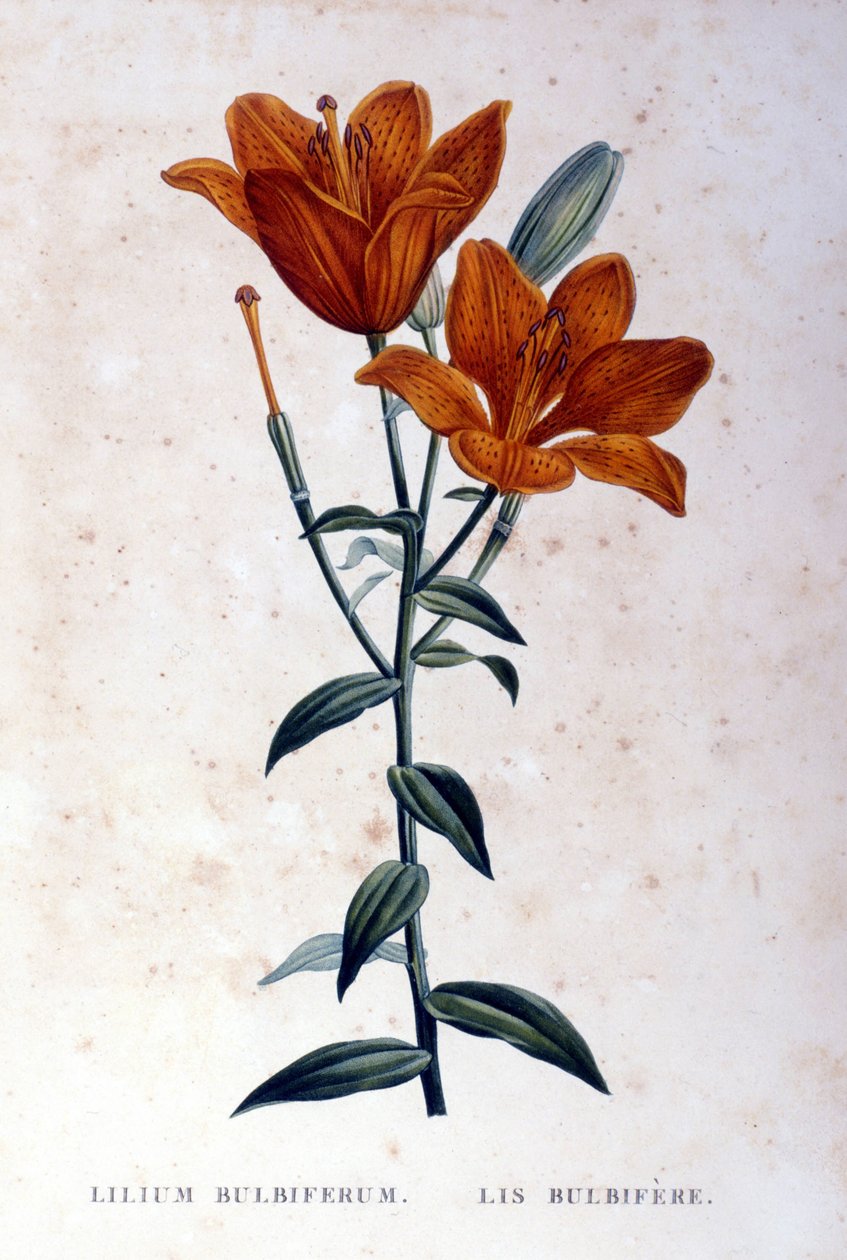 Červená cibulovitá lilie. 19. století rytina. od Unknown artist