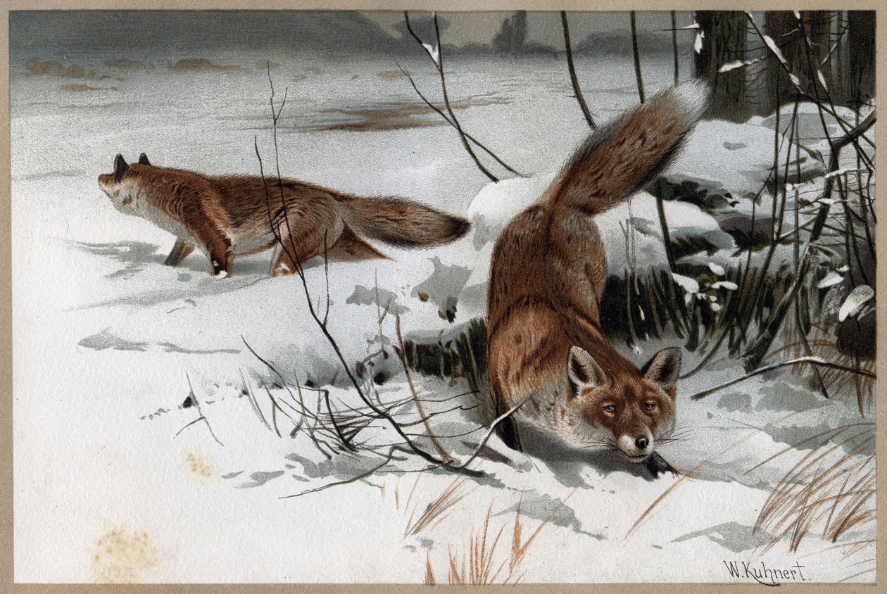 Liška obecná - Liška obecná (Vulpes vulpes) - rytina z „“Brehmova života zvířat”” od Alfreda Edmunda Brehma (1829-1884) od Unknown artist