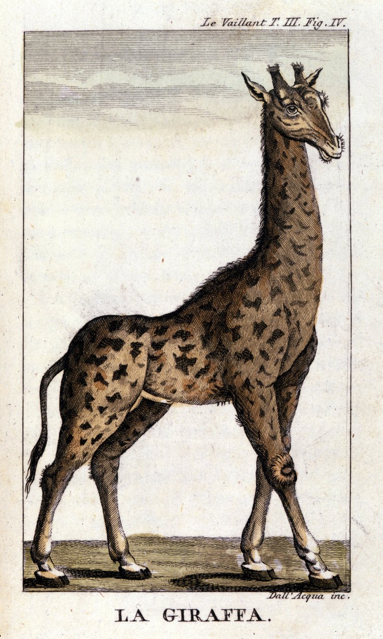 Znázornění žirafy. od Unknown artist
