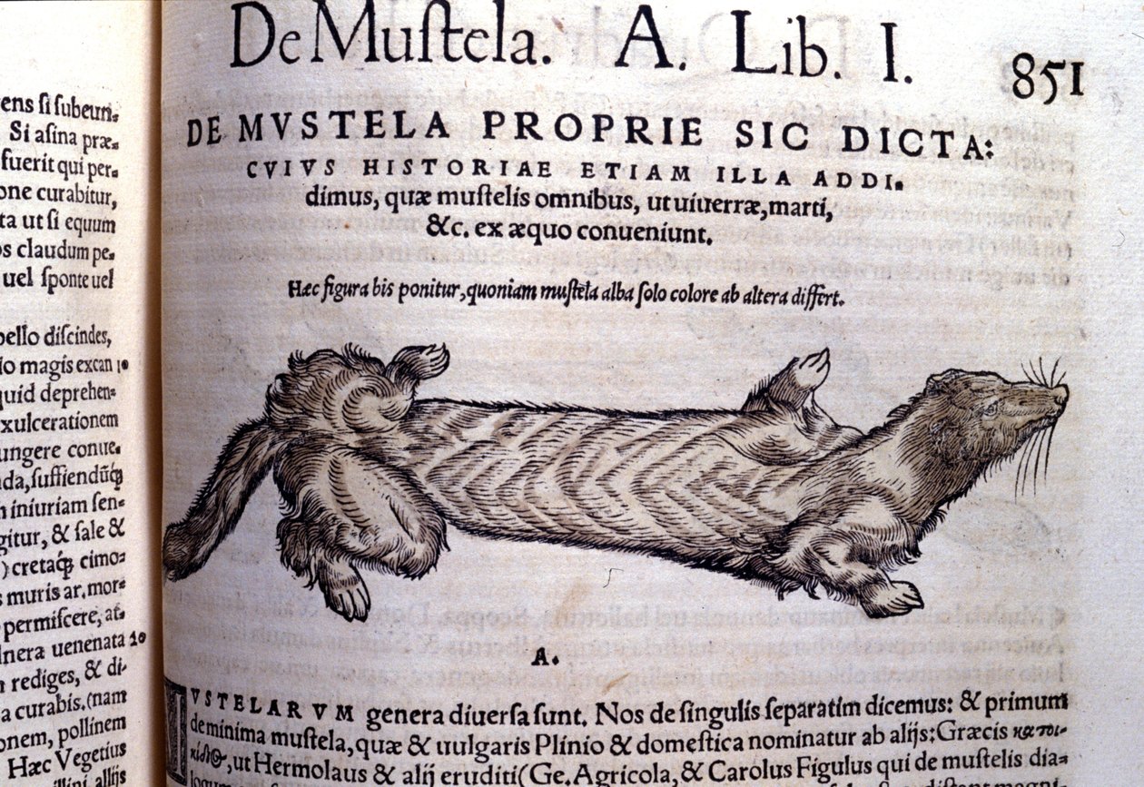 Znázornění mustelly (rodiny lasicovitých) související s lasičkou - v Historia Animalium od Conrada Gesnera (1516 - 1565), Tiguri od Unknown artist