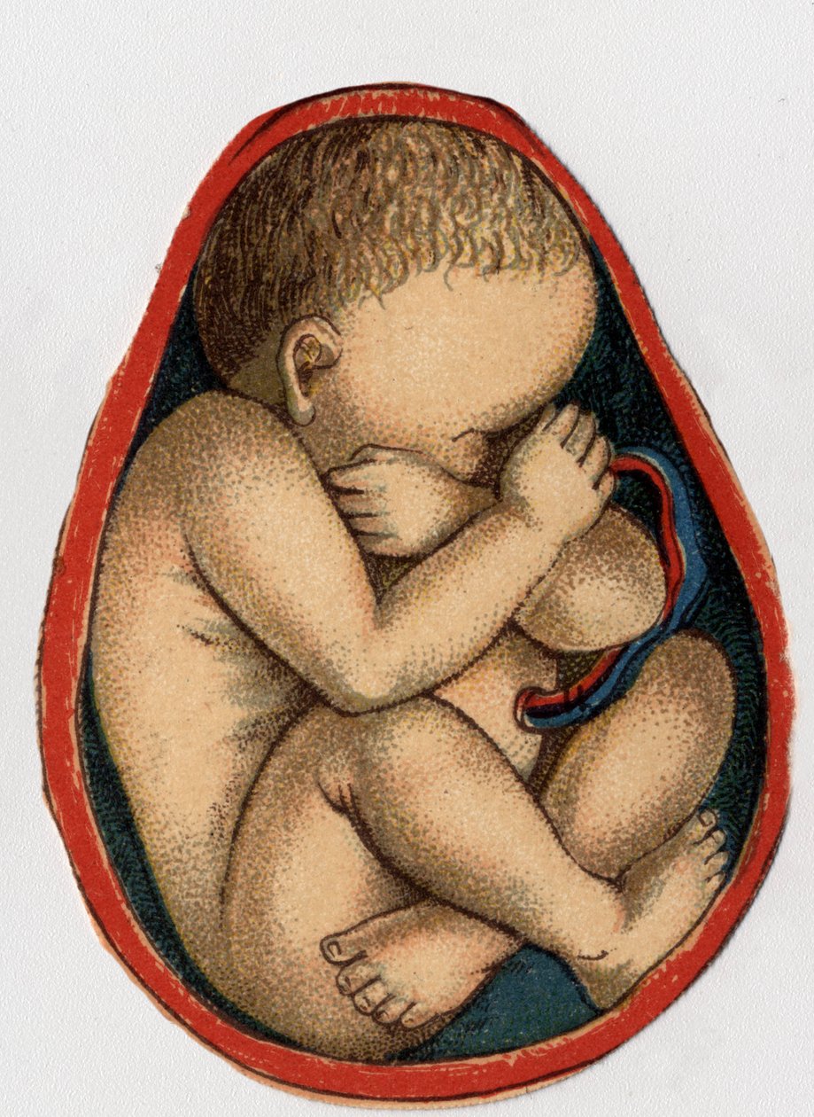 Znázornění dělohy s těhotenstvím. „Nový přírodní lék““ od F.E. Bilze.1898. od Unknown artist