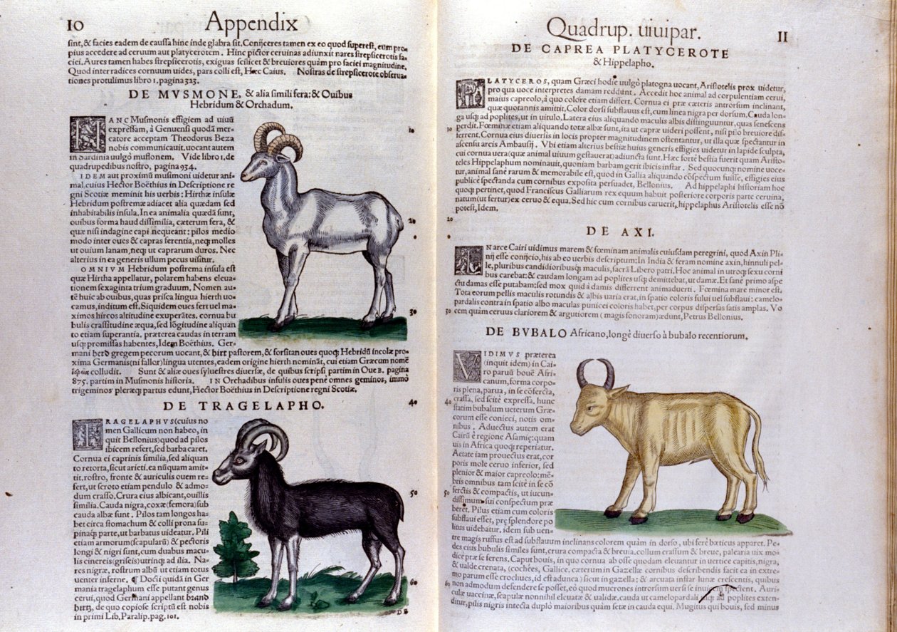 Znázornění ovcí, buvolů... - v Dějinách zvířat od Conrada Gesnera (1516 - 1565), Tiguri od Unknown artist