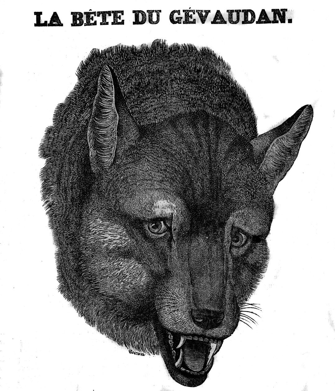Zastoupení Bete du Gevaudan. od Unknown artist