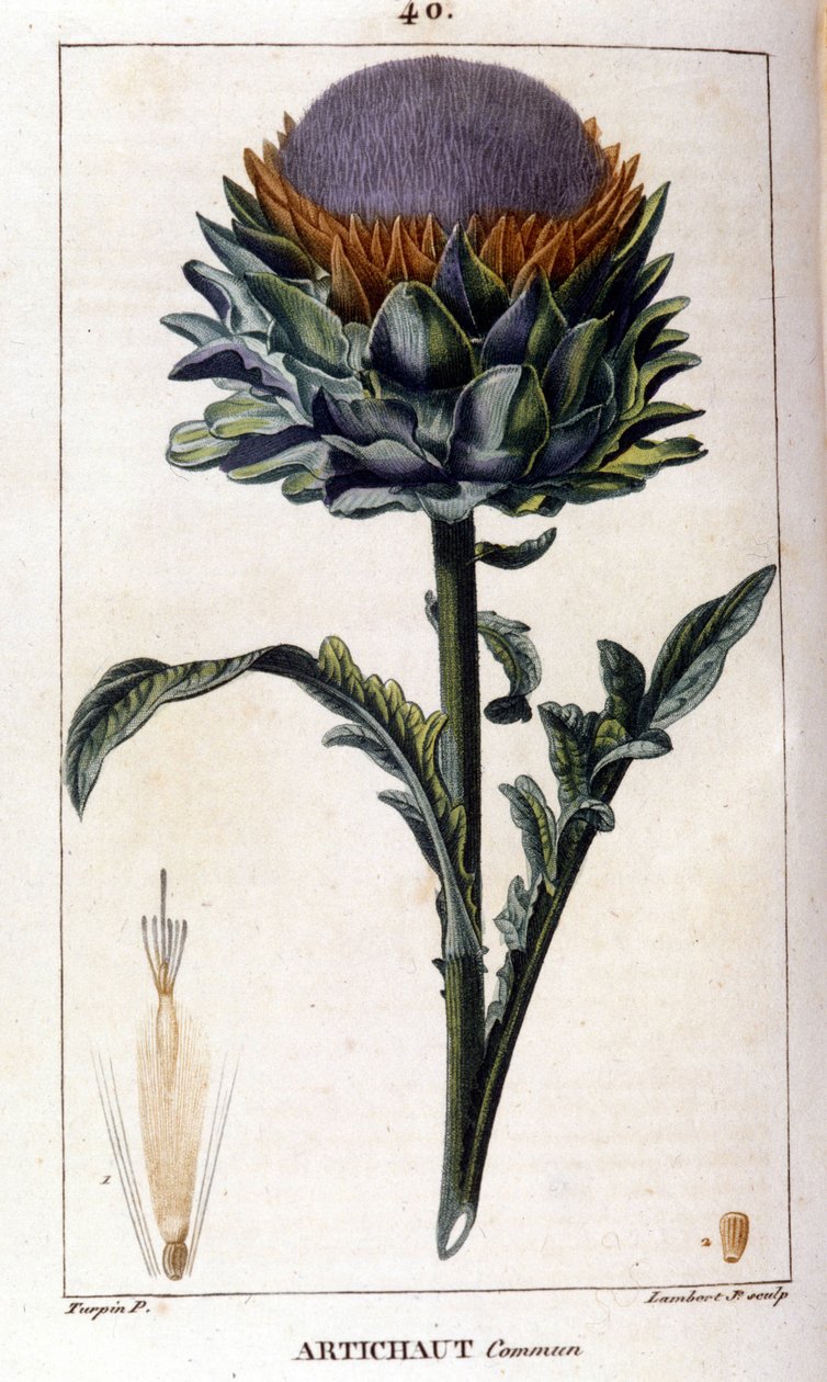 Zastoupení artyčoku. Botanická deska. 19. století. od Unknown artist