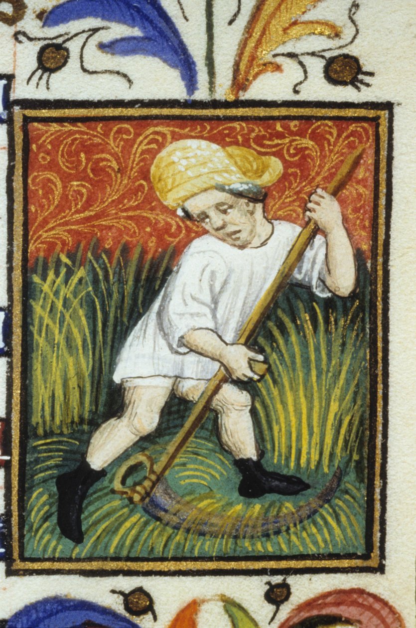 Reprezentace měsíce června. Rolník kosící zelenou pšenici. Miniatura rukopisu ze 14. století. od Unknown artist