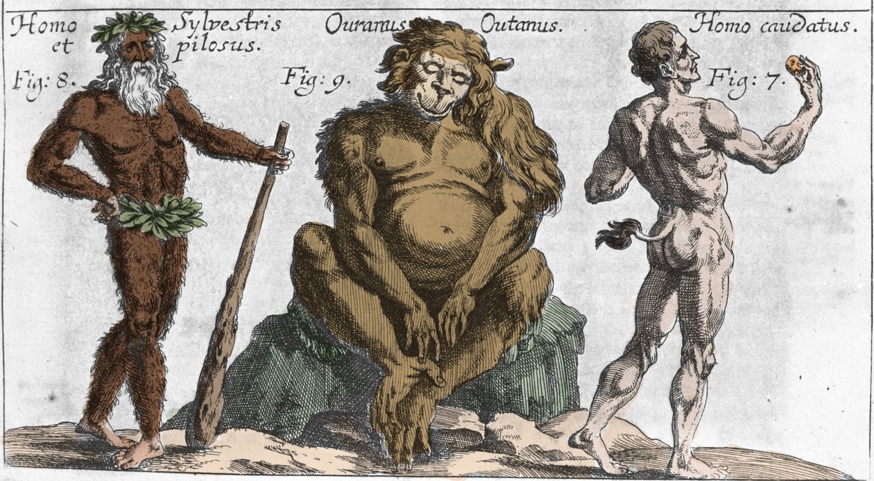 Znázornění různých obludných tvorů: muž lesní nebo chlupatý, opice orangutan (orang-utan, orang outang, orang-utang) a muž s ocasem. Talíř z “” Mundi Mirabilis Oeconomia”” od Johamma Zahna, sd. 1696. milánský . od Unknown artist
