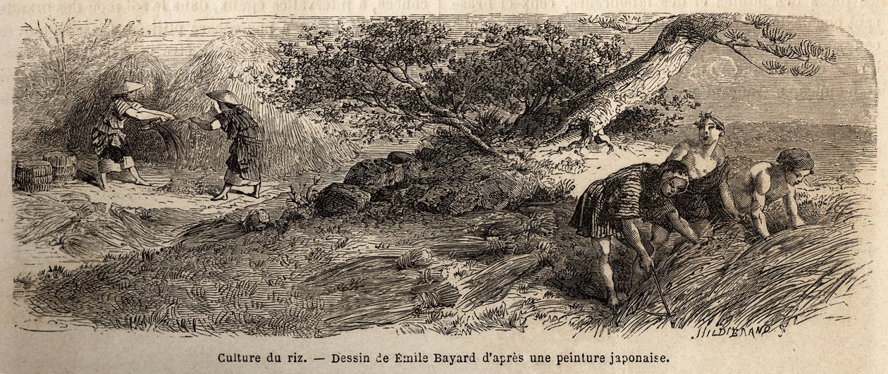 Pěstování rýže: sklizeň v říjnu, stonky se spojují do bot. Rytina pro ilustraci plavby do Japonska v letech 1863-1864 od Aime Humberta, ministra Švýcarské konfederace, v „Le tour du monde, nouveau journal des voyages“, vydaném pod vedením od Unknown artist