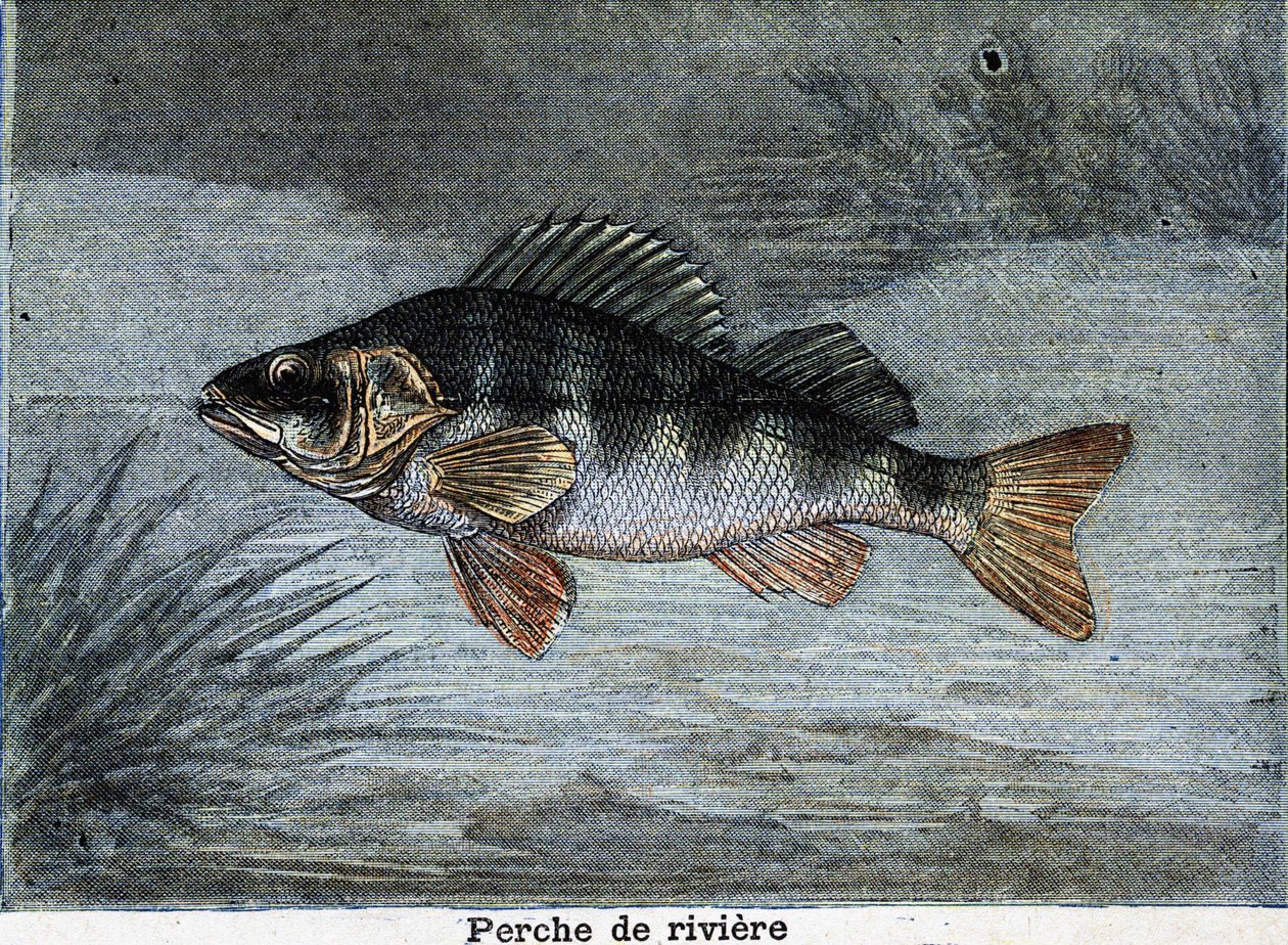 Okoun říční. Rytina z roku 1897 od Unknown artist