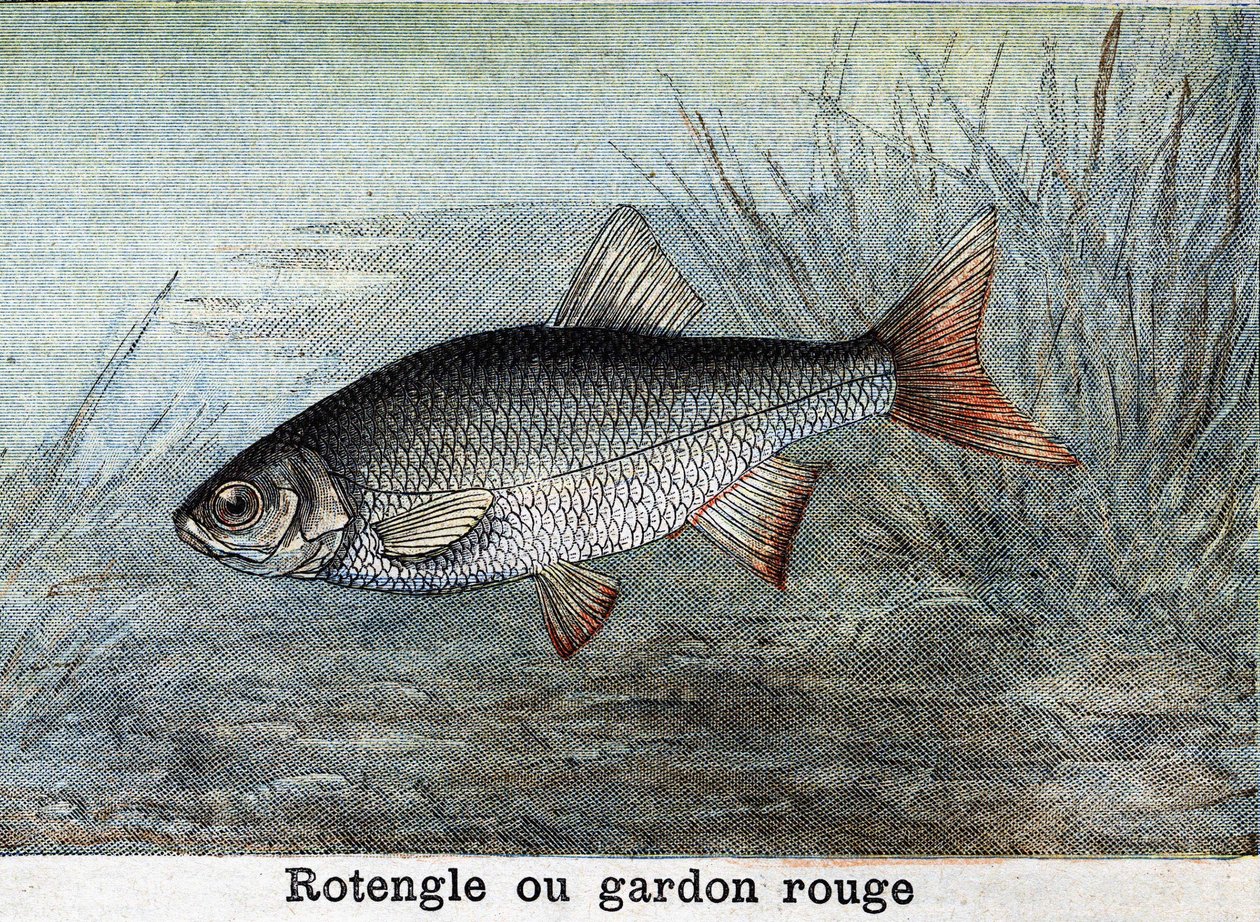 Rotengle nebo červená plotice rytina z roku 1898 od Unknown artist