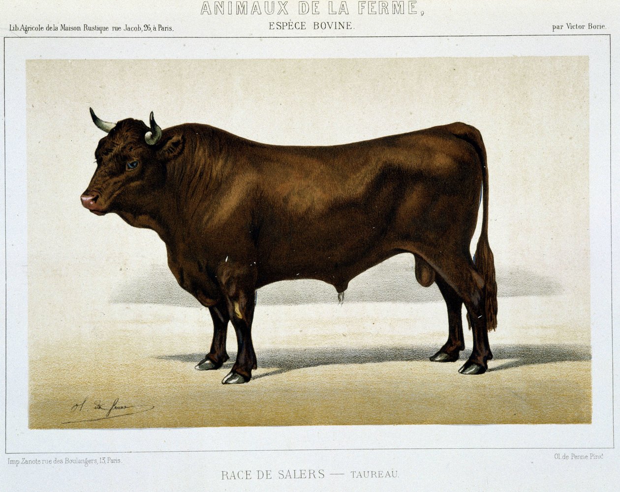 Salers Breed Taurus - v ""Hospodářských zvířatech"" od Unknown artist