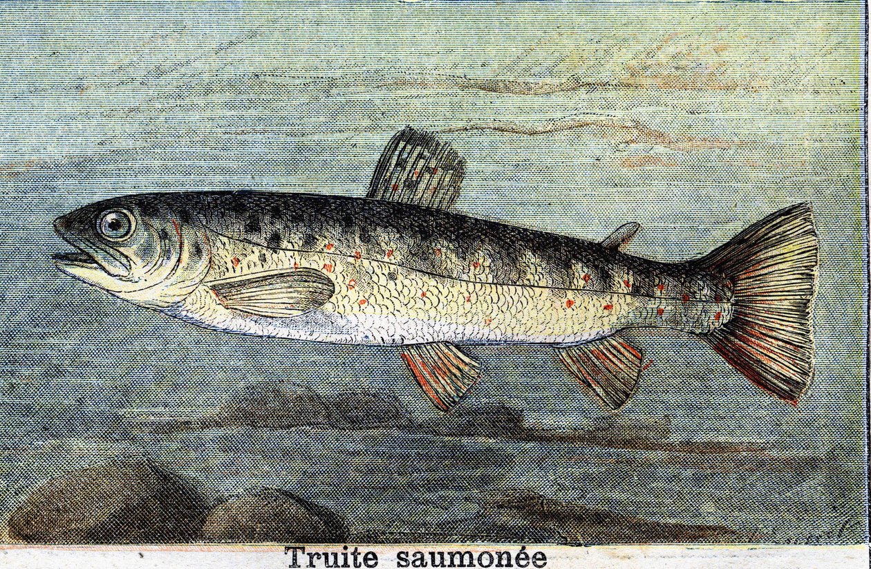 Rytina pstruha lososového z roku 1898 od Unknown artist