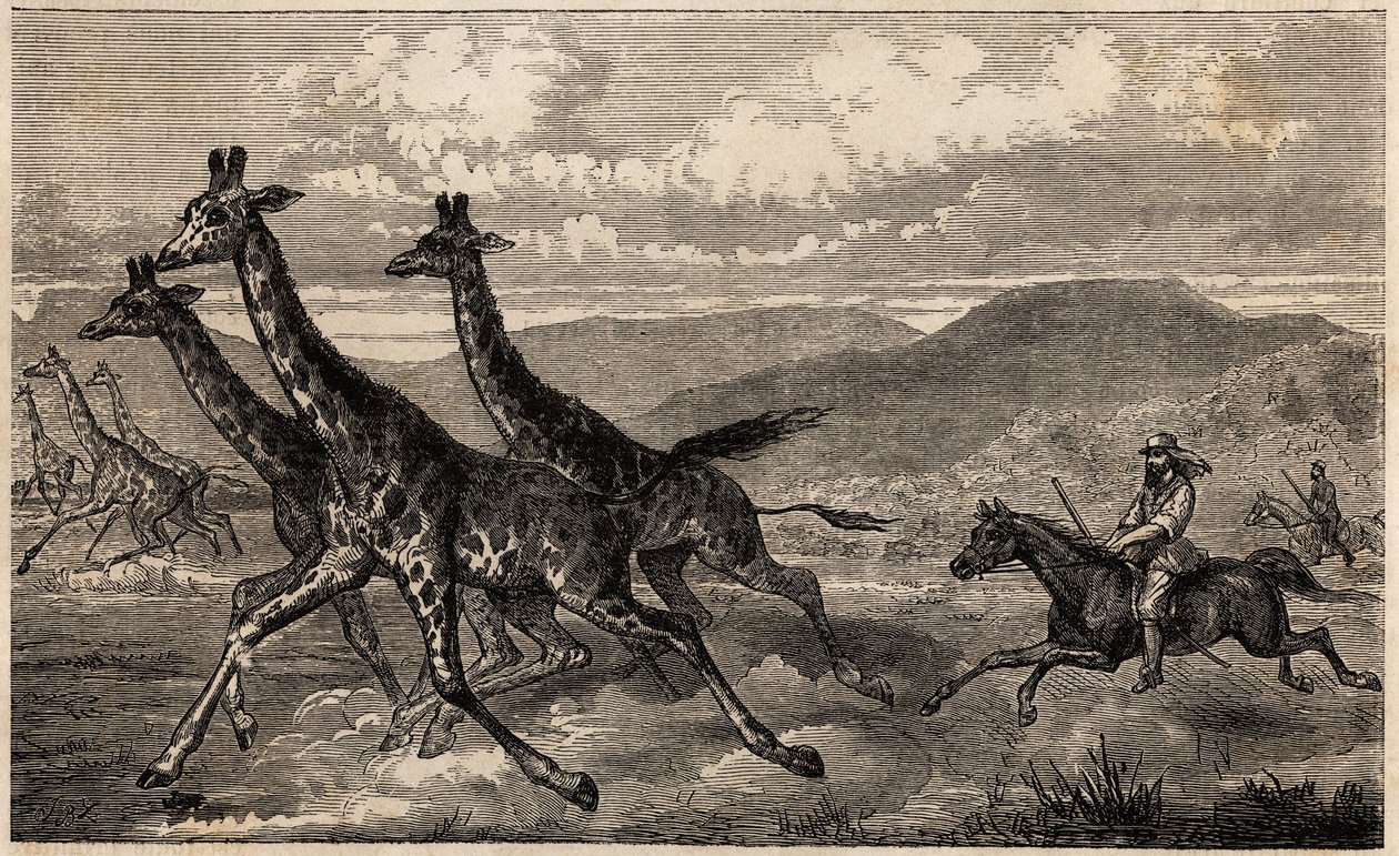 Samuel W. Baker loví žirafu ve střední Africe v oblasti Horního Nilu. Rytina pro ilustraci cesty k jezeru Albert v letech 1861-1864 od sira Samuela White Bakera v „Le tour du monde, nouveau journal des voyages““ vydaném pod vedením Eda od Unknown artist