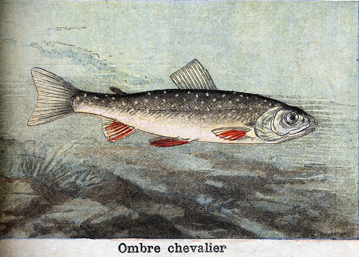 Rytina Stínového rytíře z roku 1898 od Unknown artist