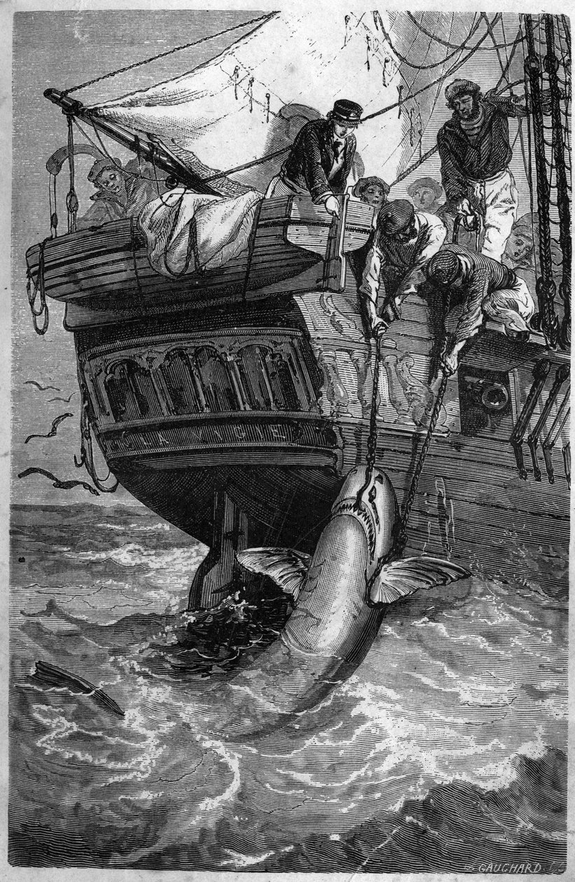 Lov žraloků. (Pesca allo squalo) Rytina z 19. století. Soukromá sbírka. od Unknown artist