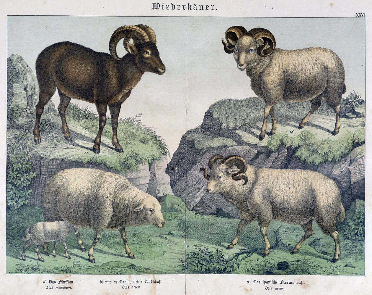 Ovce: Ovce, beran, kozorožec - v „“ Histoires naturelles des savců““, ed. Schreiber od Unknown artist