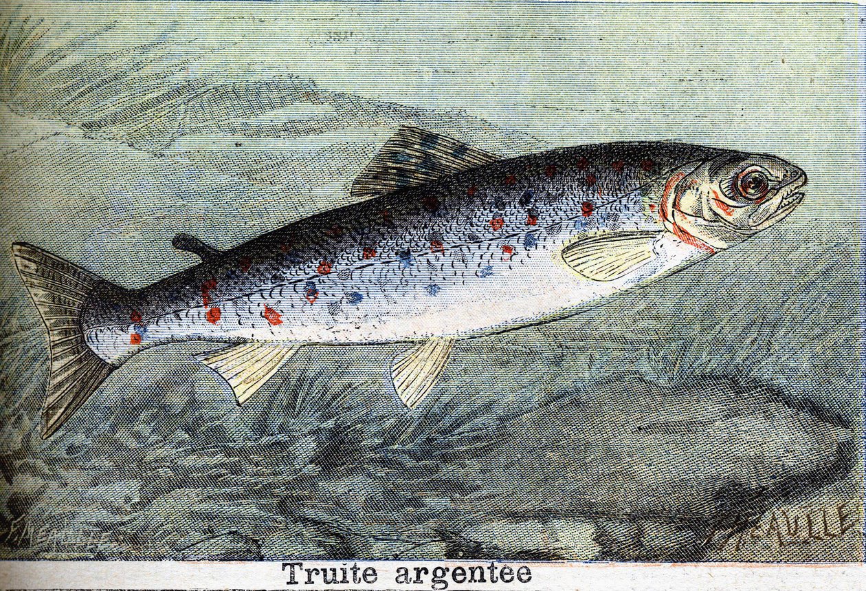 Rytina stříbrného pstruha z roku 1898 od Unknown artist