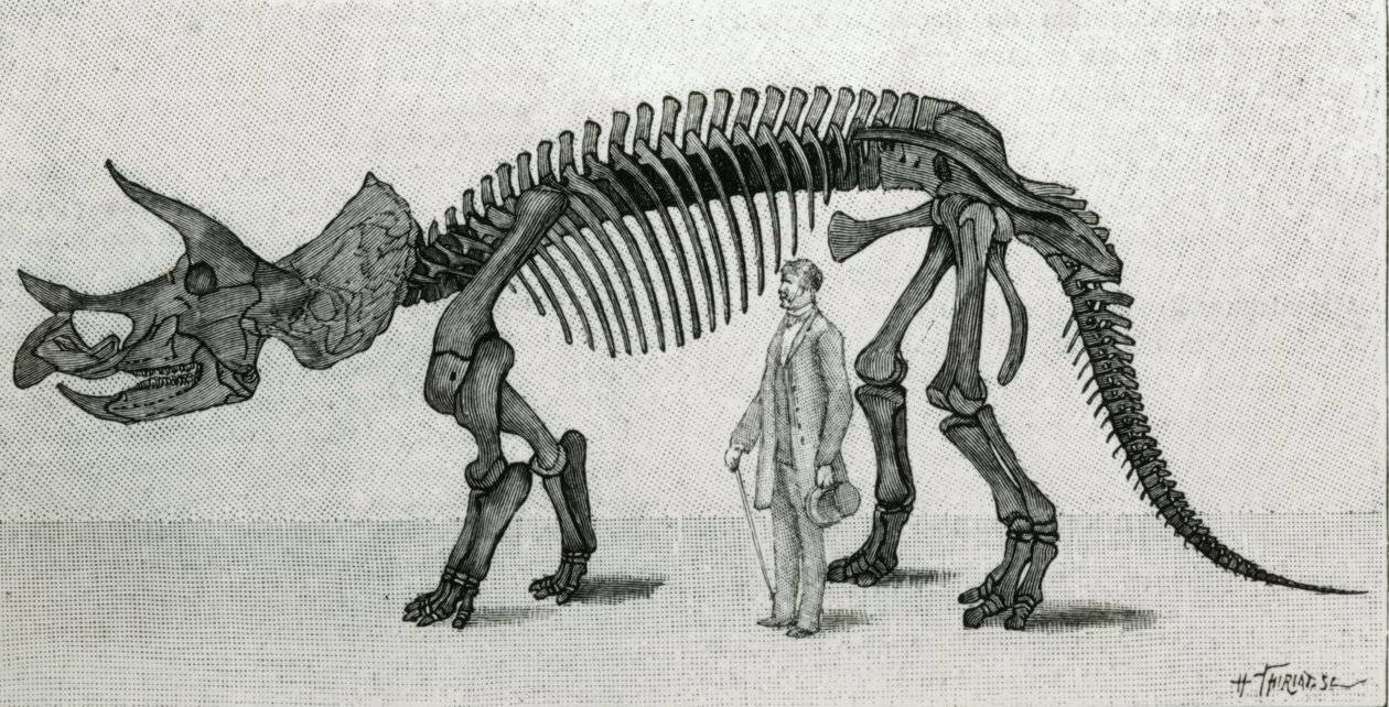 Kostra Triceratops prorsus od Unknown artist