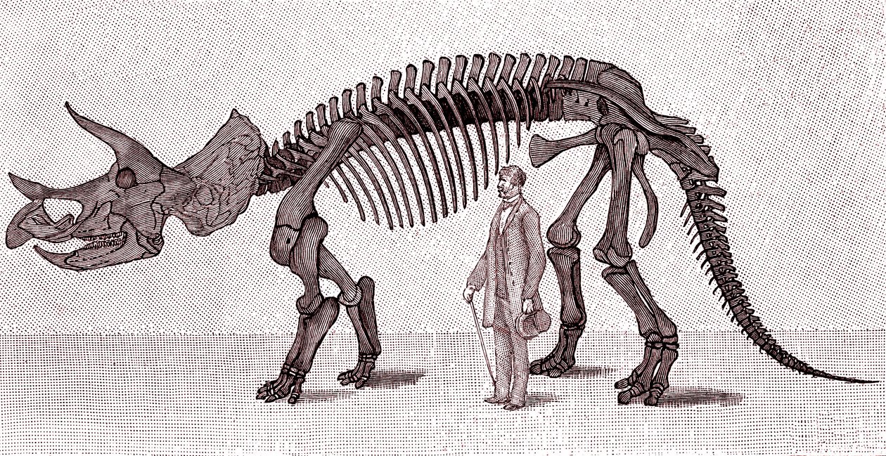 Kostra Triceratops prorsus od Unknown artist