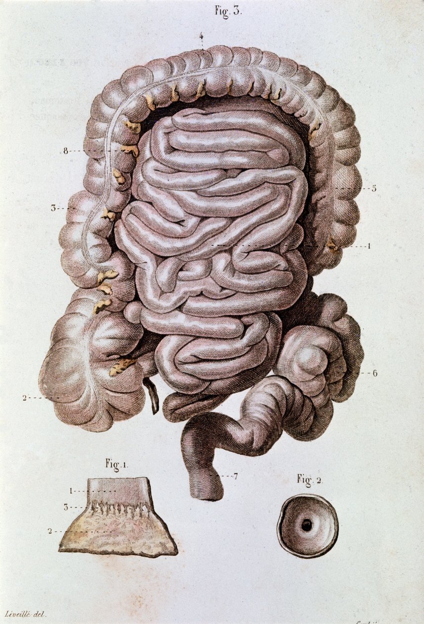 Studium lidského střeva (střeva), dvanáctníku a tenkého střeva (rytina od Unknown artist