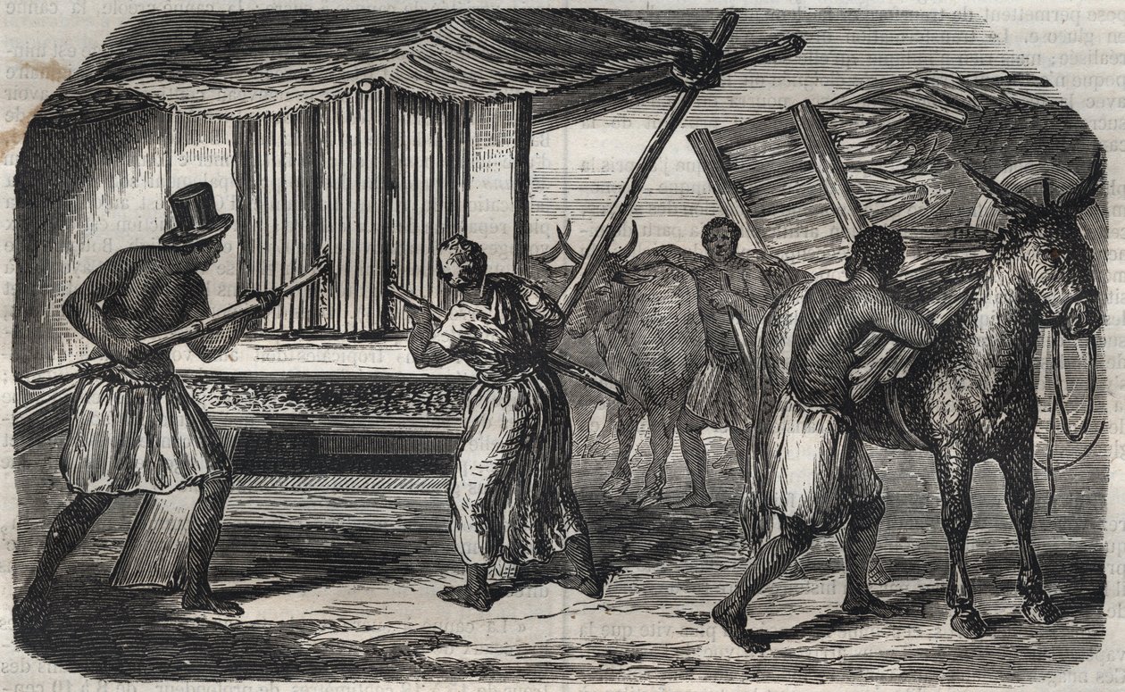 Výroba cukru: mlýn na cukrovou třtinu v cukrovaru v Západní Indii. Rytina z roku 1859. od Unknown artist