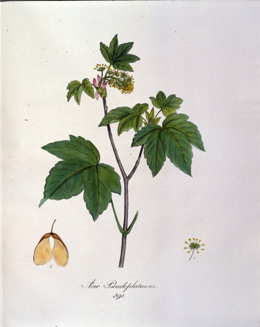 Javor javorový větev. Botanická tabule z herbáře z počátku 19. století. od Unknown artist
