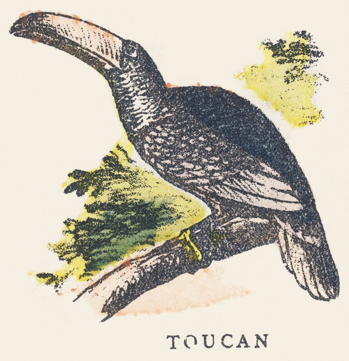 T: Tukan od Unknown artist